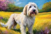 English Sheppard art#7